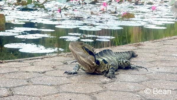 ブリスベンシティー植物園