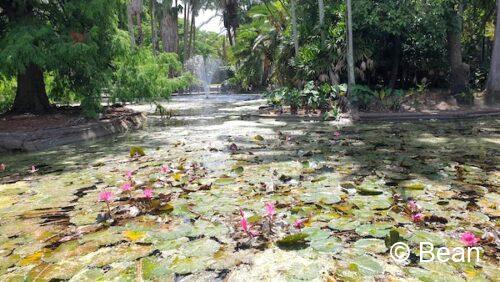 ブリスベンシティー植物園