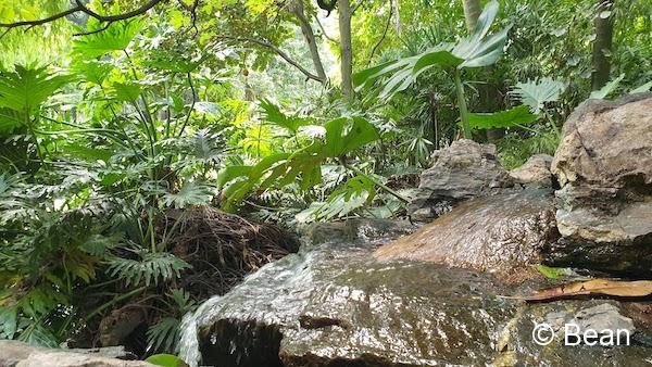 ブリスベンシティー植物園