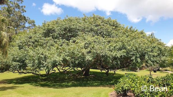 ブリスベンシティー植物園