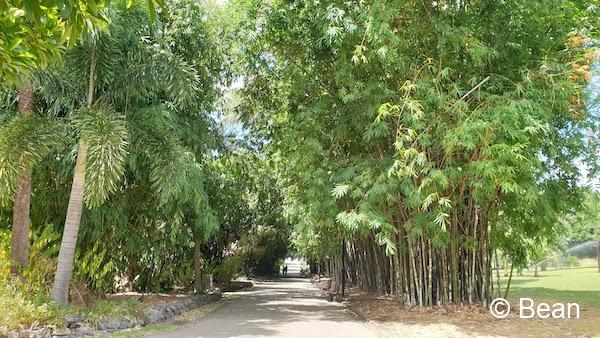 ブリスベンシティー植物園