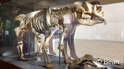 クイーンズランド博物館