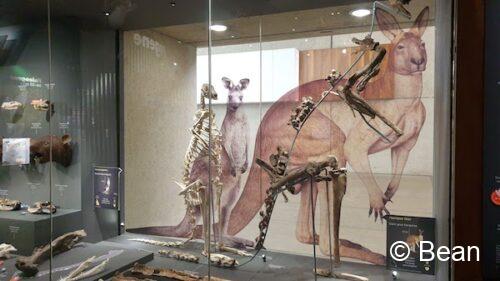 クイーンズランド博物館