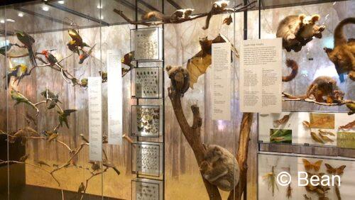 クイーンズランド博物館