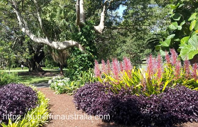 シドニー植物園の見所と行き方 料金やランチできる場所も解説 オーストラリア移住人ビーンの羅針盤