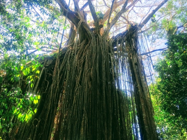 アサートン高原　カーテンフィグ