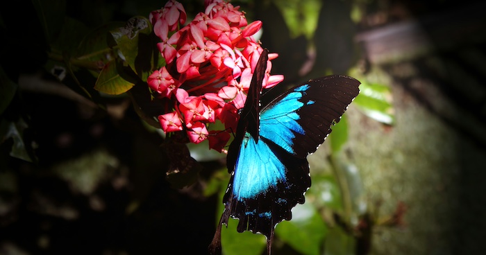 キュランダ　ユリシス