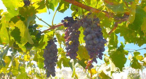 スタンソープ