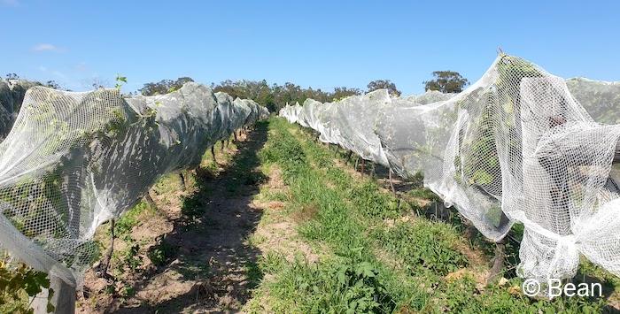 スタンソープ Mountview Wines