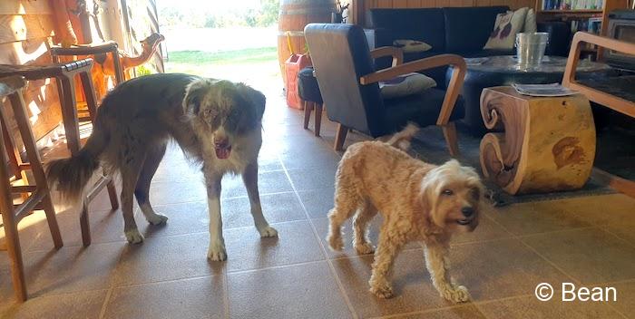 スタンソープ スタンソープ Mountview Wines