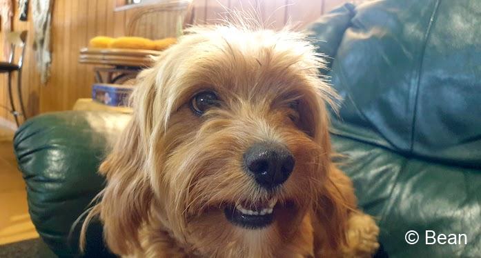 スタンソープ Mountview Wines